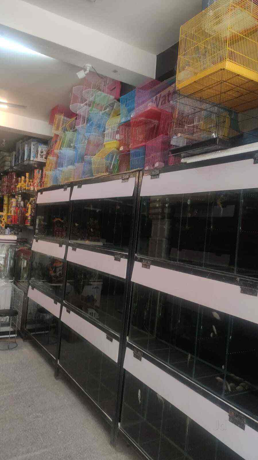 Waterqueen Quariums 2 in Uttam Nagar West,Delhi Best Aquarium Fish