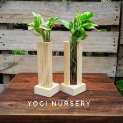 Yogi Nursery Kalkaji Plant Nurseries In Delhi Justdial