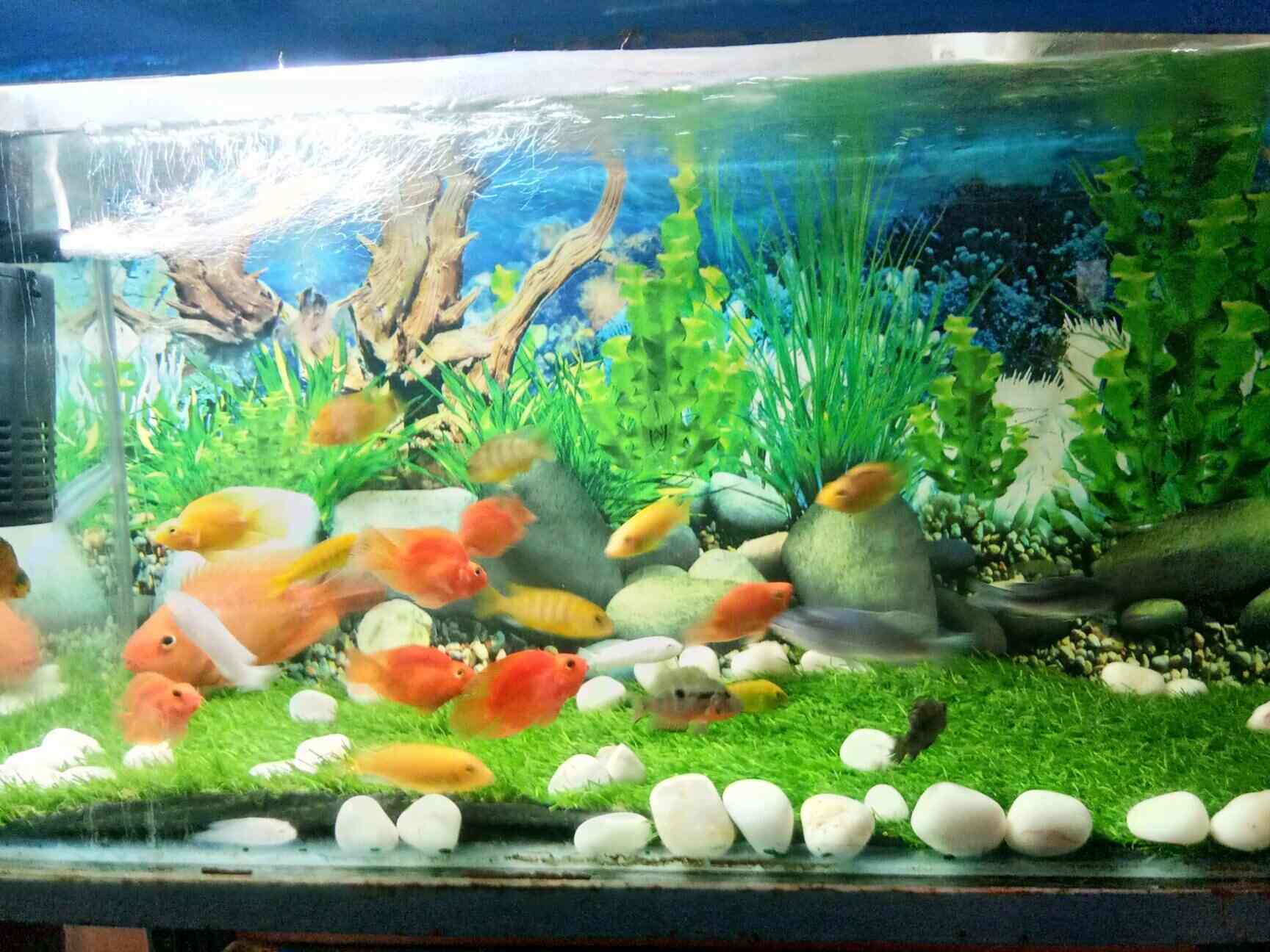 Guddu Fish Aquariums, Farash Khana Aquarium Fish Dealers in Delhi