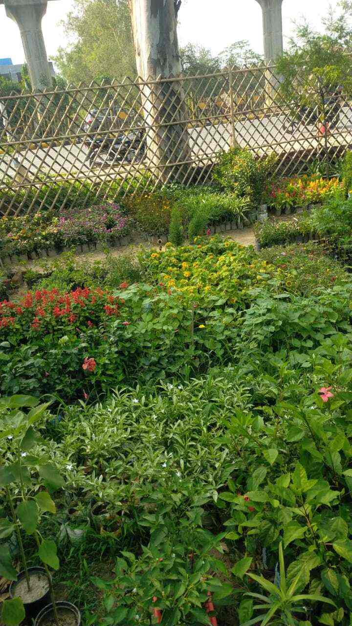 Top Plant Nurseries near Saini EnclaveAnand Vihar,Delhi Best