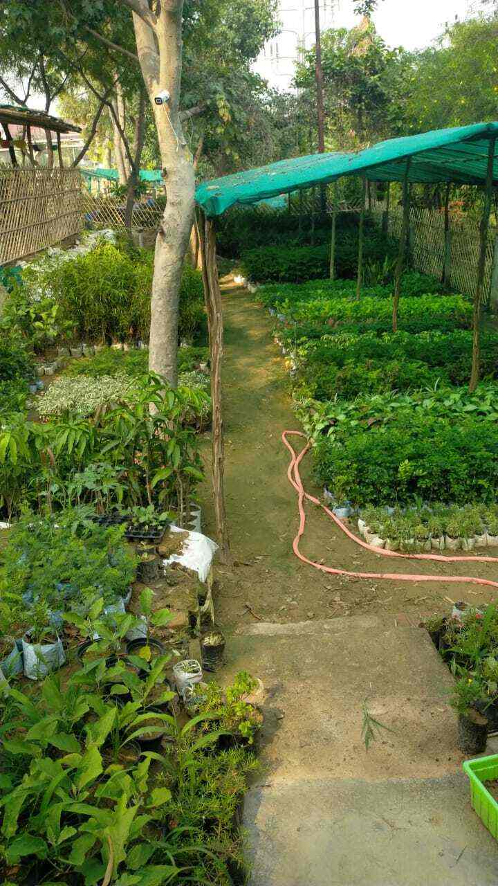 Top Plant Nurseries near Saini EnclaveAnand Vihar,Delhi Best