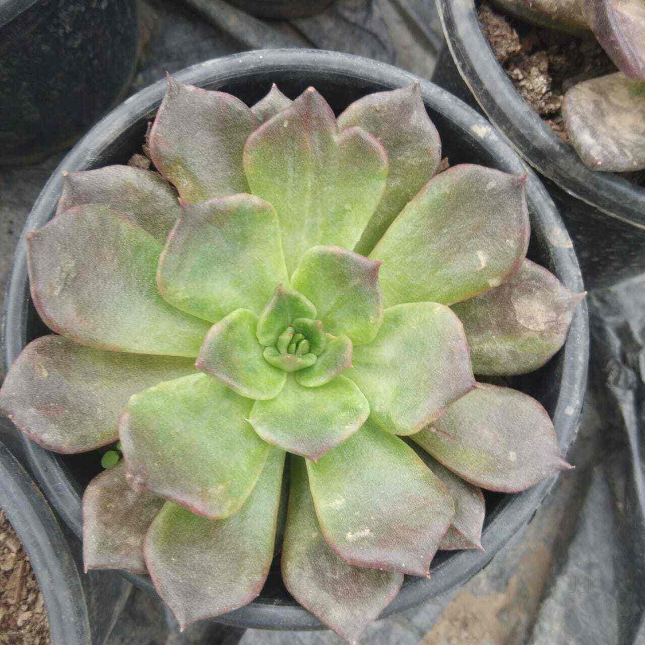 Top Plant Nurseries near Saini EnclaveAnand Vihar,Delhi Best