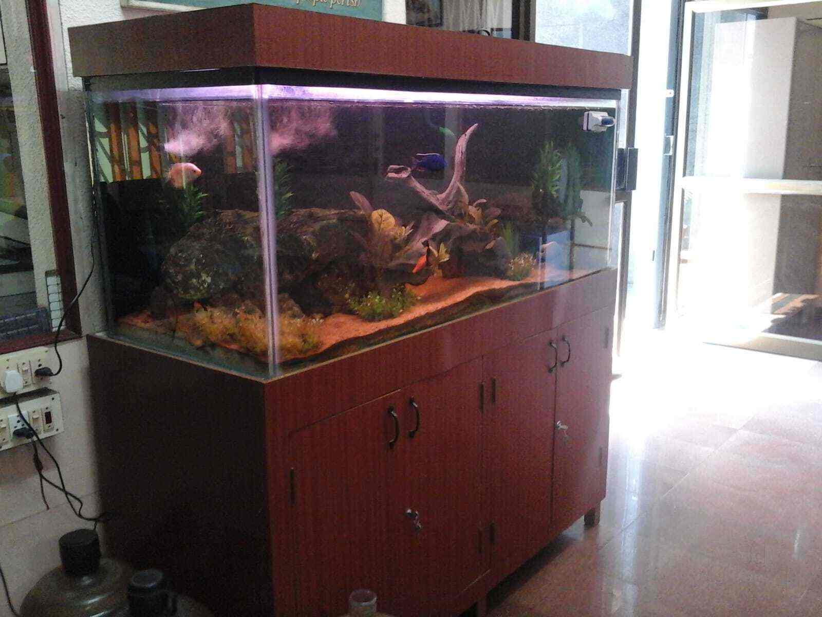 Top Aquarium Consultants in Agra एक्वेरियम कंसल्टेंट्स, आगरा near me