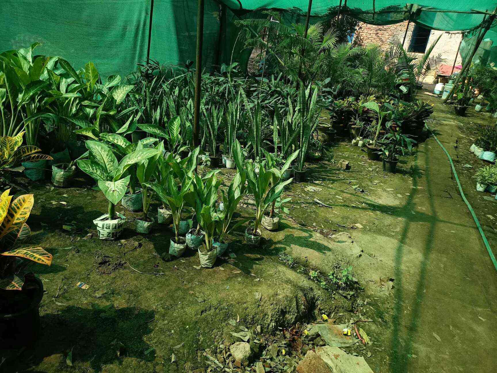 Sahil Plant Nursery in Rajiv Nagar Gurgaon,Delhi Best Plant Nurseries