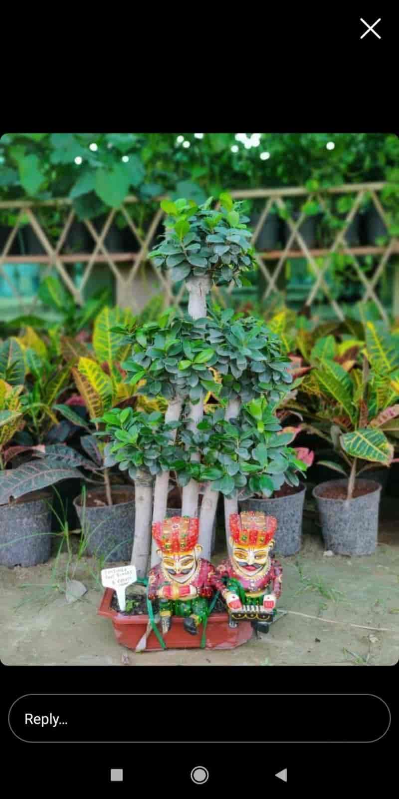 Maati Plants in Bisrakh,Delhi Best Plant Nurseries in Delhi Justdial