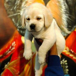 pet supplies plus cockatiel