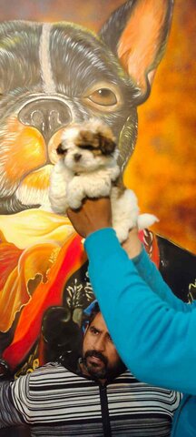 puppies world moti nagar