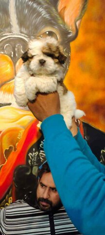 puppies world moti nagar