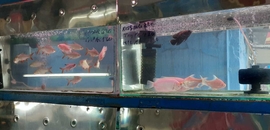 Top Aquarium American Sole Fish Dealers In New Delhi Delhi Justdial justdial