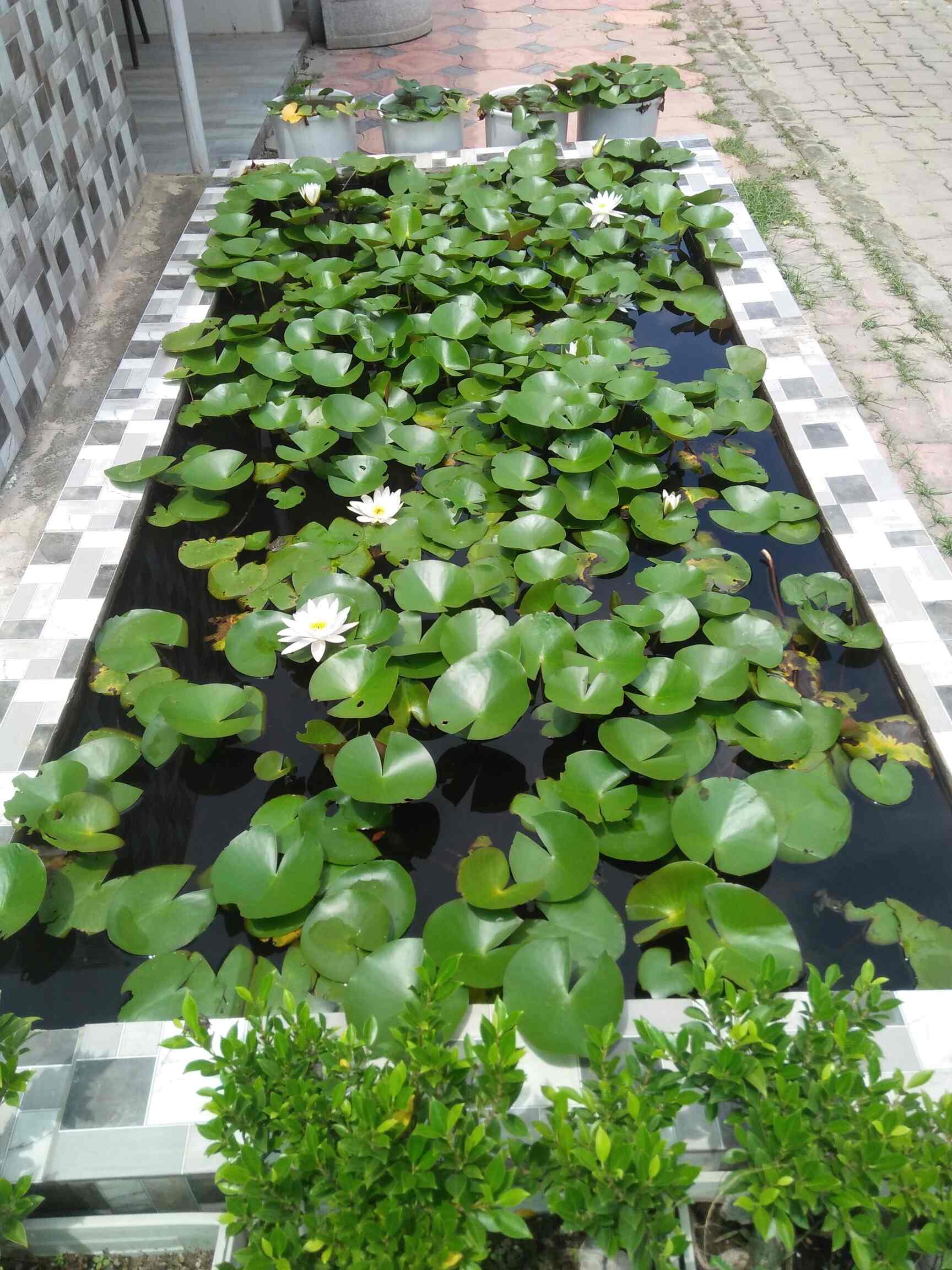 Satya Horticulture in Mandawali,Delhi Best Tree Nurseries in Delhi