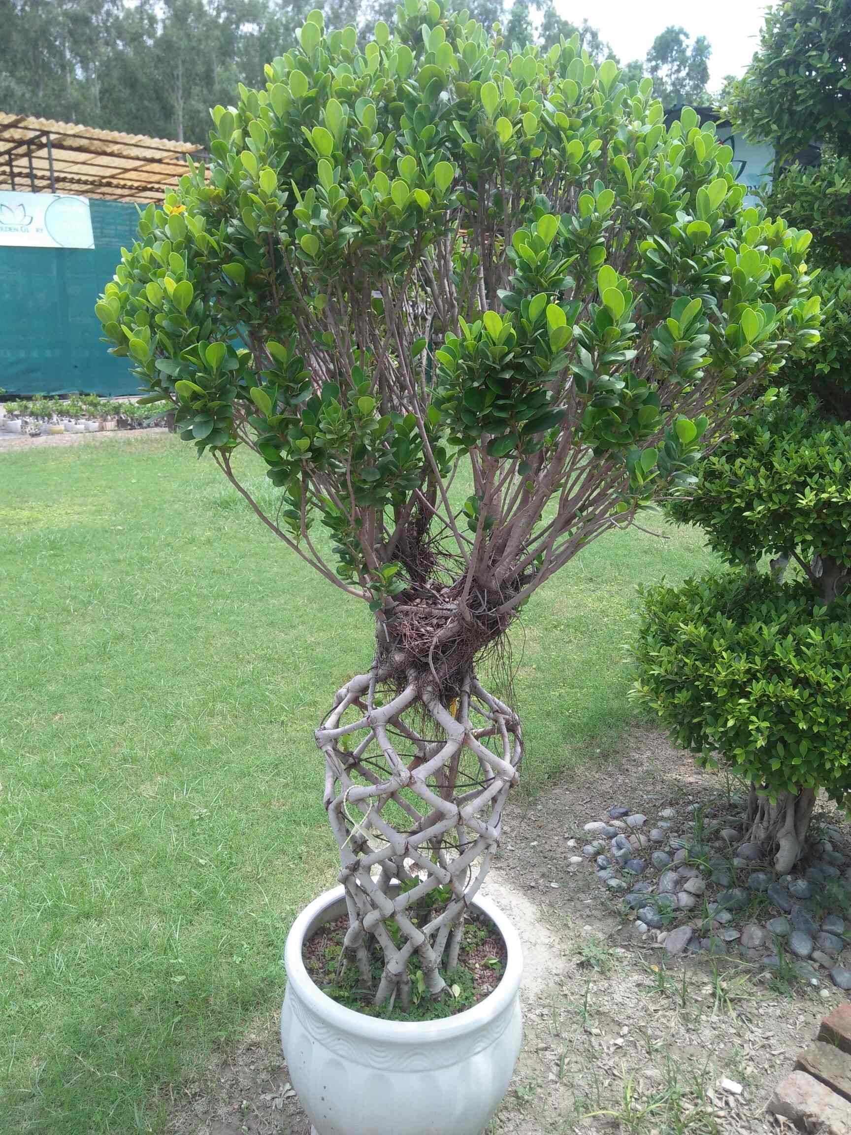 Satya Horticulture in Mandawali,Delhi Best Tree Nurseries in Delhi