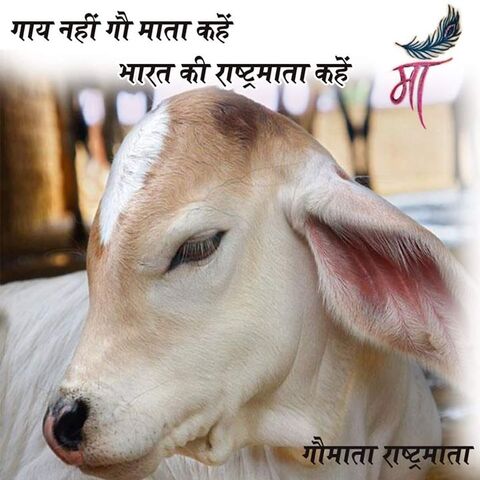 Gau Sewa Parivar in Shahdara - Best NGOS in Delhi - Justdial Gau Sewa Parivar in Shahdara - Best NGOS in Delhi - Justdial