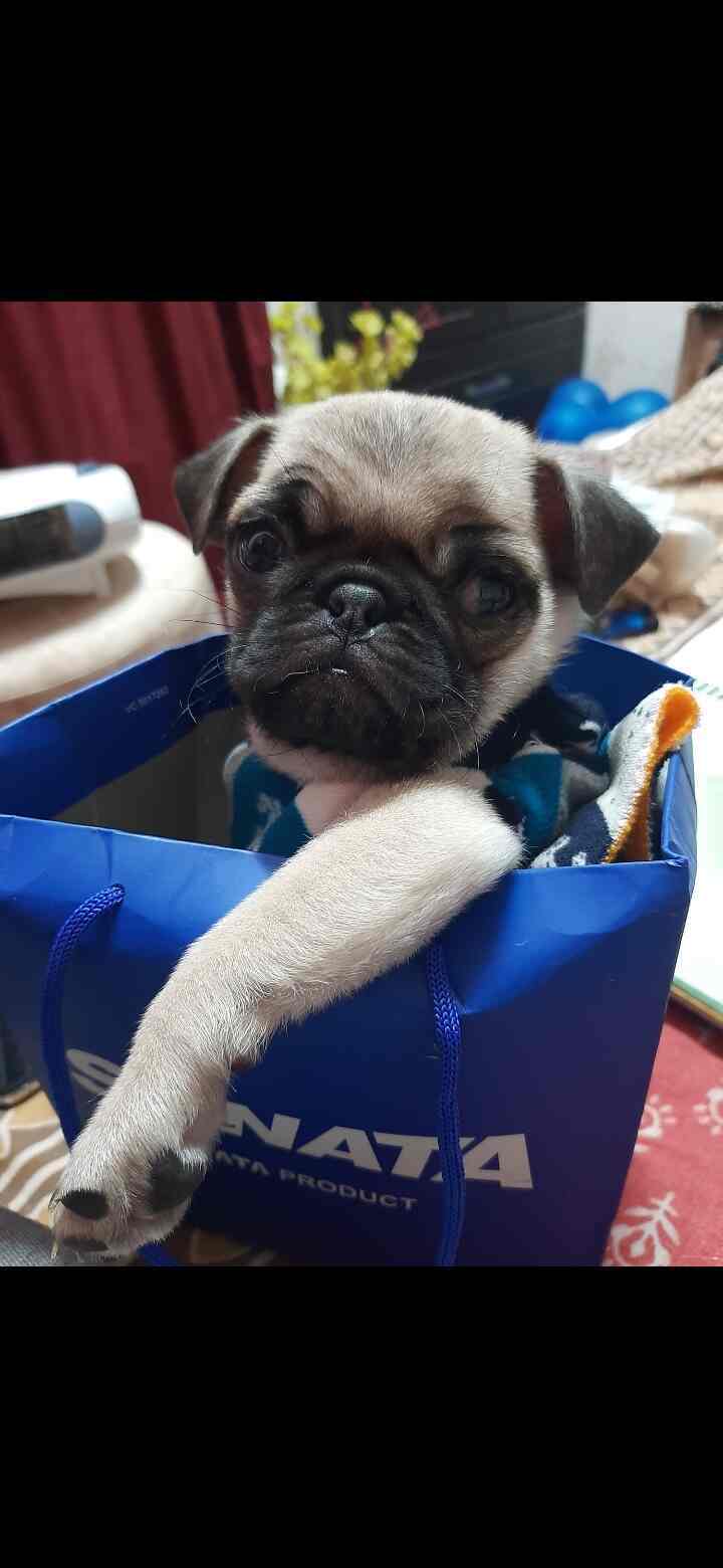 Choudhary Dog Kennel in Nehru Nagar,Delhi Best Pet Boarding Services