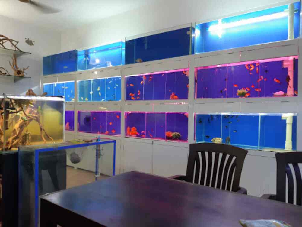 Dream Aqua & Pets in Sheetla Colony,Delhi Best Aquarium Accessory