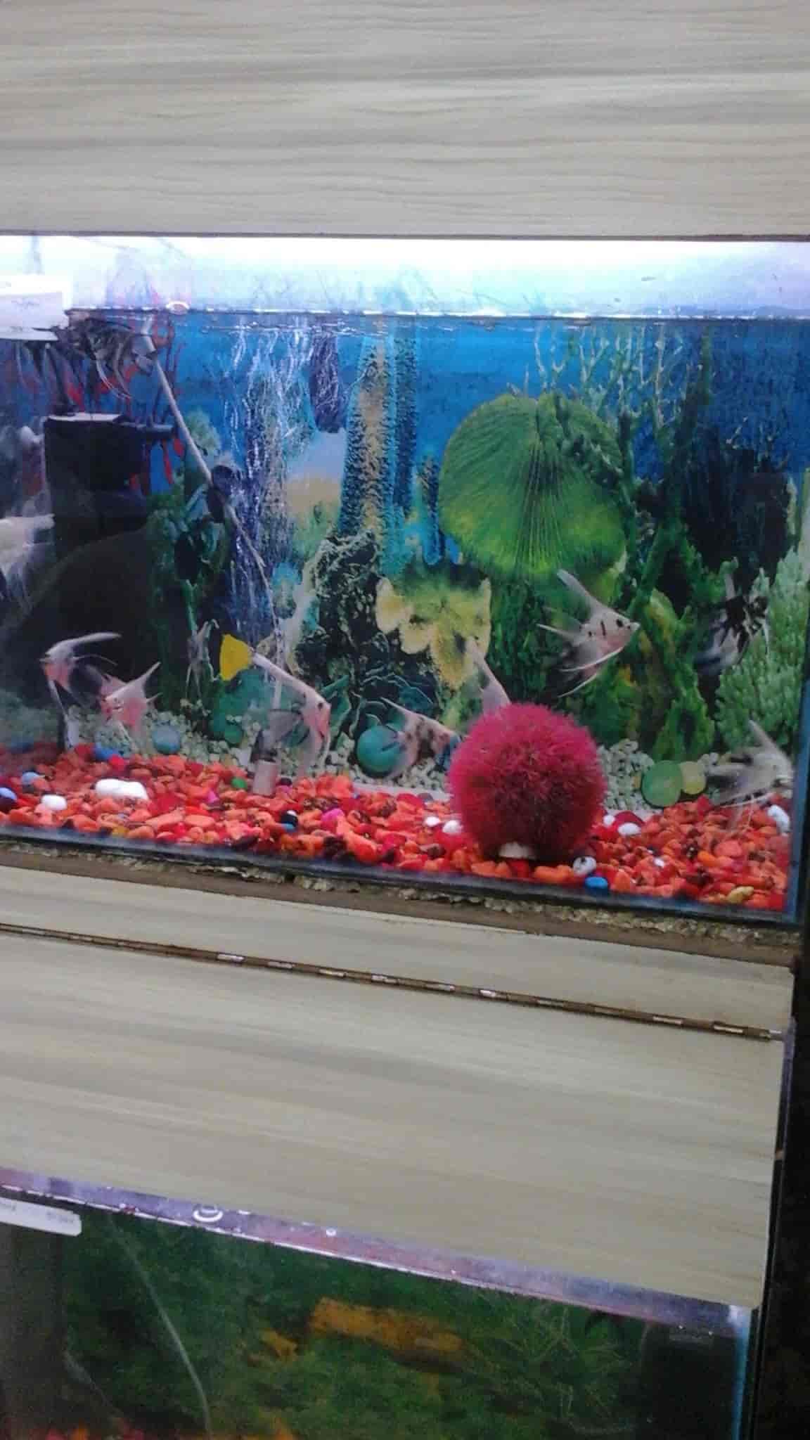 Aqua Point Fish Aquarium Shop in Janakpuri C Block,Delhi Best