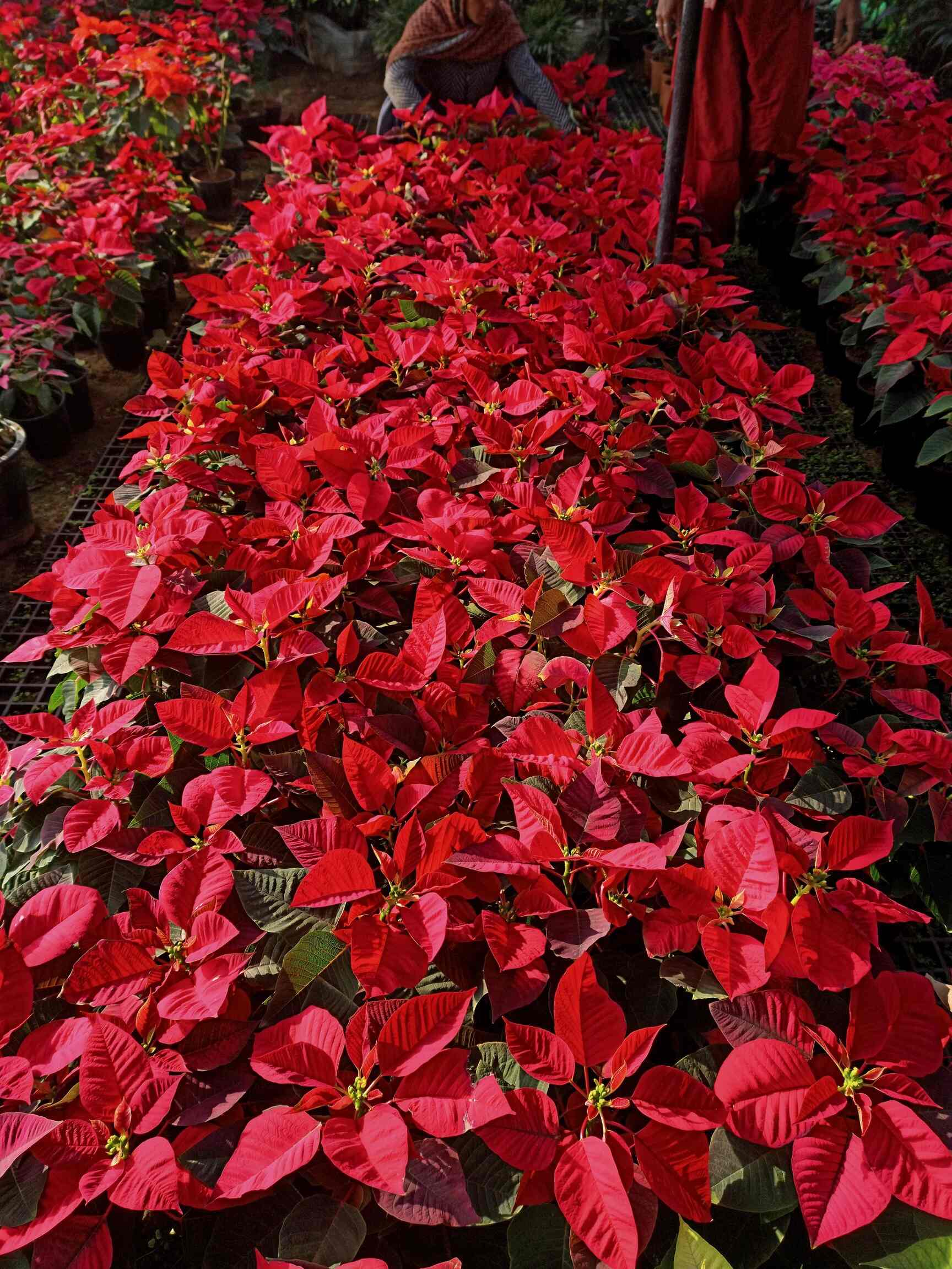 Top Plant Nurseries in Delhi Best Goverment Plant Nurseries near me