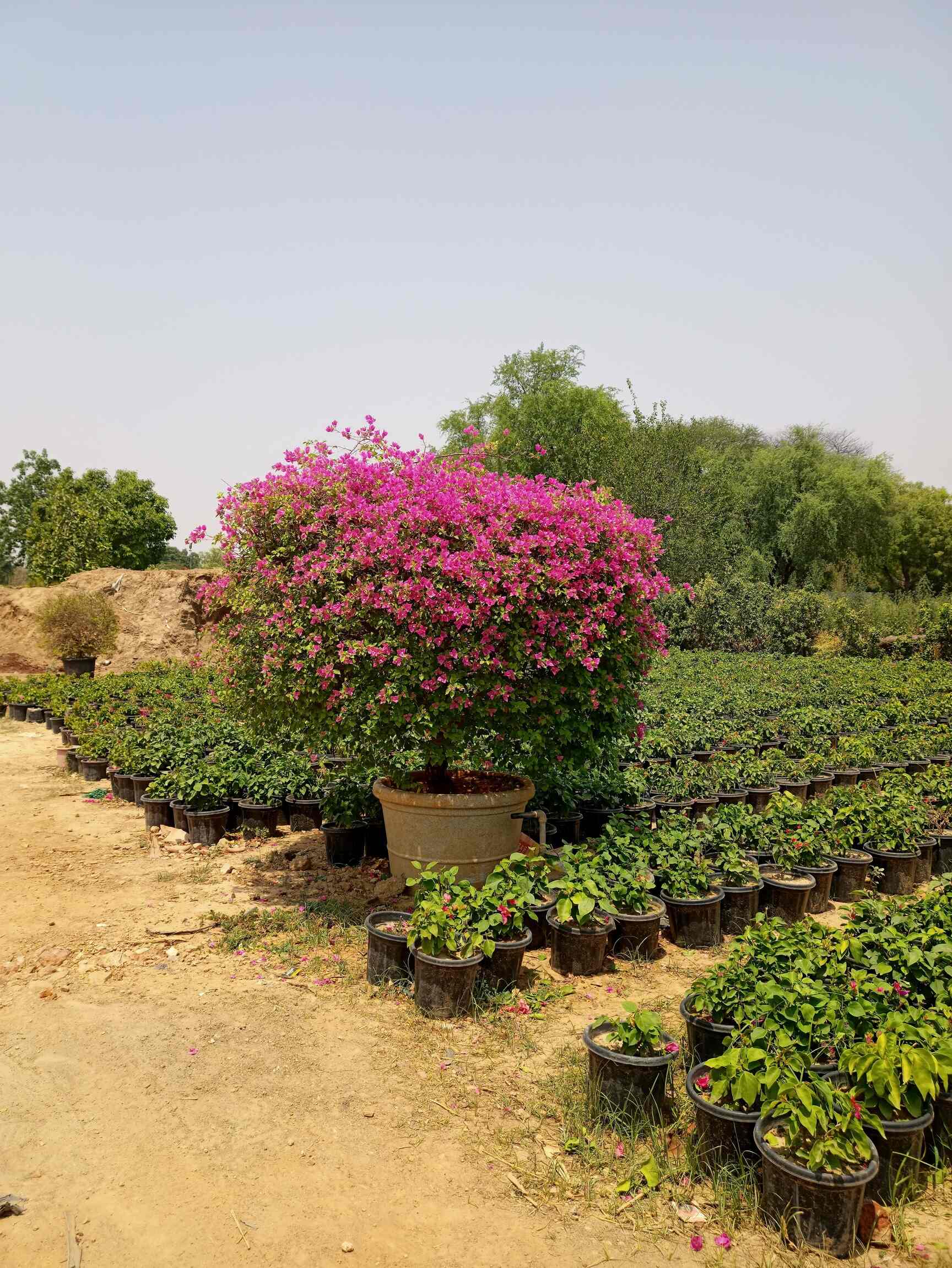 Top Plant Nurseries in Delhi Best Goverment Plant Nurseries near me