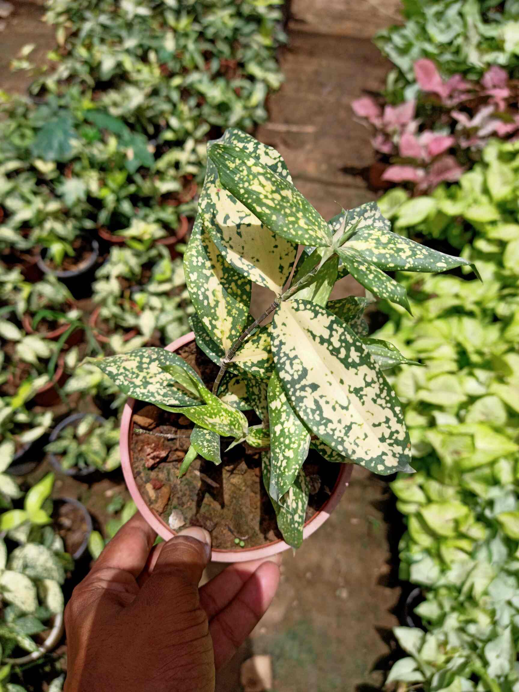 Top Plant Nurseries in Delhi Best Goverment Plant Nurseries near me