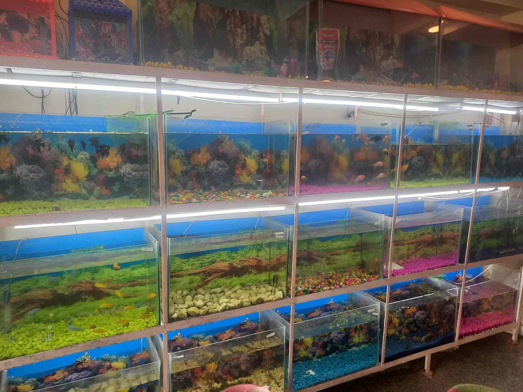 Aquatic Fish Pet Store in New Railway Road,Delhi Best Aquarium Fish