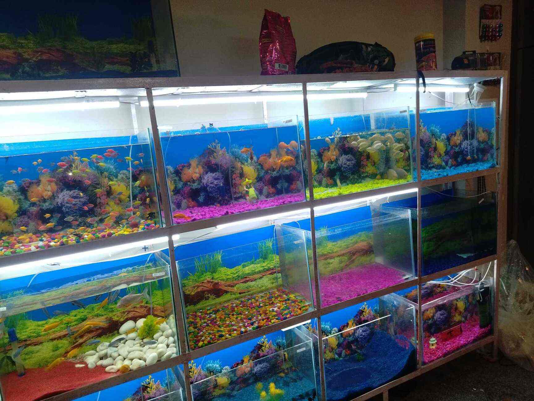 Aquatic Fish Pet Store in New Railway Road,Delhi Best Aquarium Fish