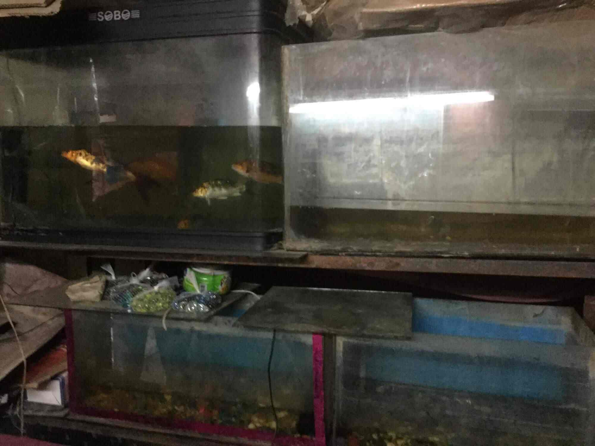 Dayal Fish Aquarium in Tilak Nagar,Delhi Best Aquarium Accessory