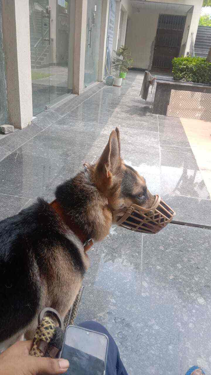 NCR Pet Grooming At Home in Laxmi Nagar,Delhi Best Pet Grooming