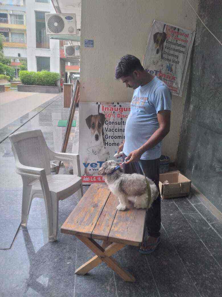 NCR Pet Grooming At Home in Laxmi Nagar,Delhi Best Pet Grooming