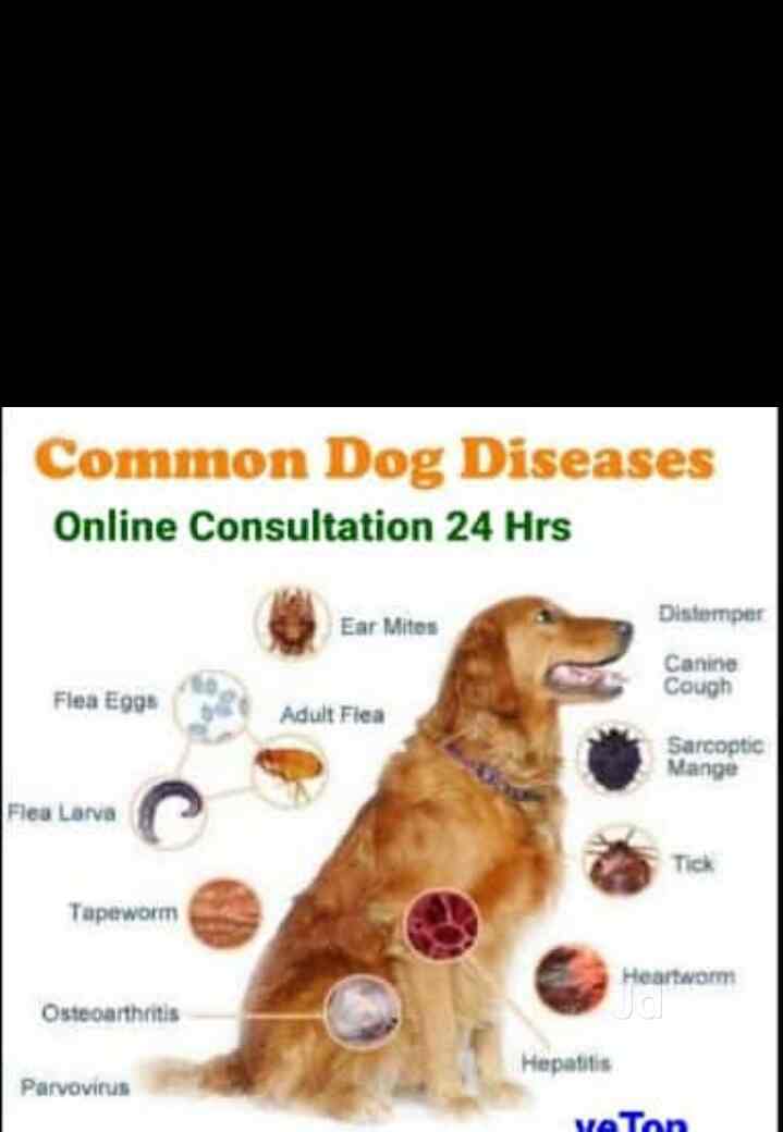 NCR Pet Grooming At Home in Laxmi Nagar,Delhi Best Pet Grooming