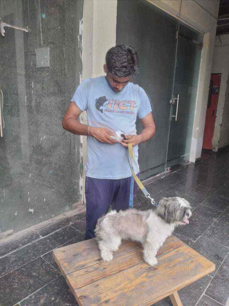 NCR Pet Grooming At Home in Laxmi Nagar,Delhi Best Pet Grooming