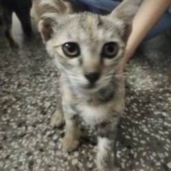 Sonadi Animal Care Center in Najafgarh,Delhi - Best Kennel Service in Delhi - Justdial Sonadi Animal Care Center in Najafgarh,Delhi - Best Kennel Service in Delhi - Justdial