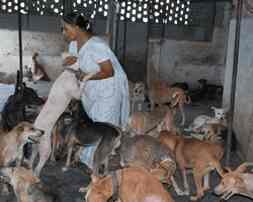 Sonadi Animal Care Center Photos, Najafgarh, Delhi- Pictures & Images Gallery - Justdial Sonadi Animal Care Center Photos, Najafgarh, Delhi- Pictures & Images Gallery - Justdial