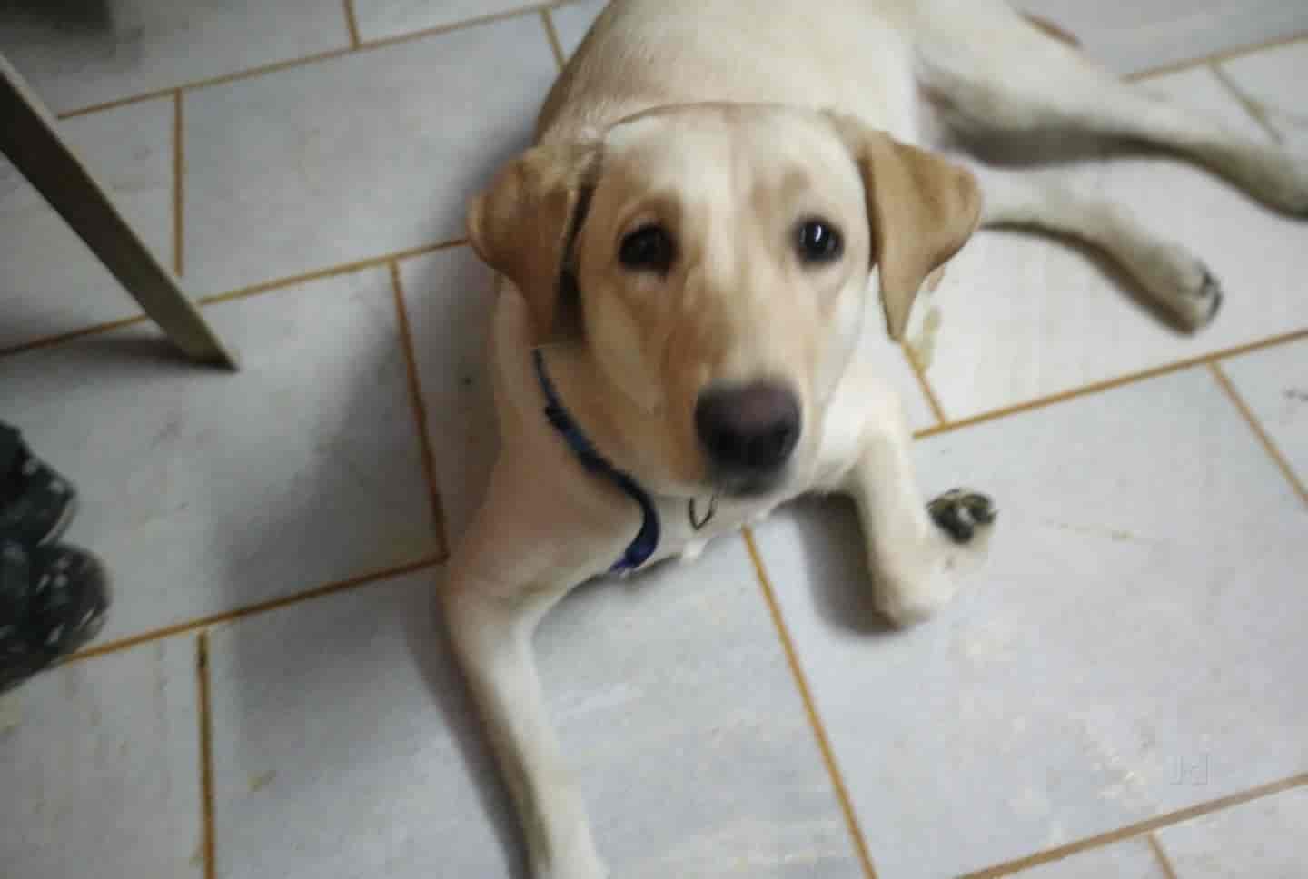 Shreya's Pet Day Boarding & Grooming Center in Tilak Nagar,Delhi Best