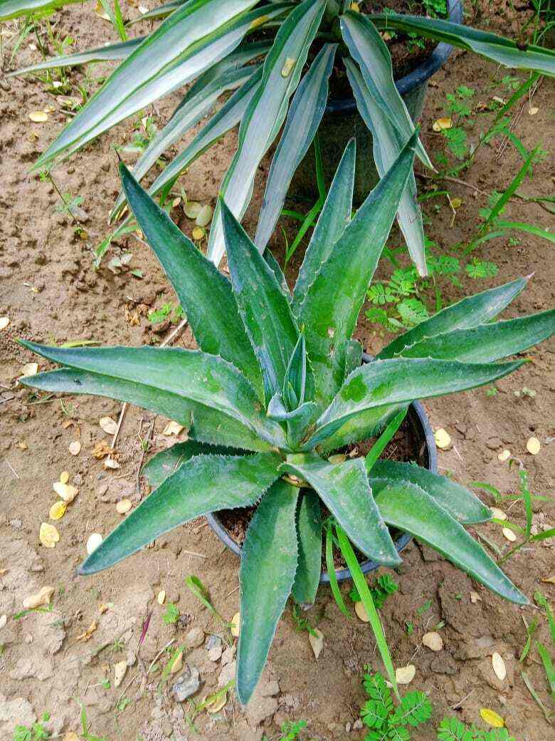 Top Plant Nurseries in Beta 1Greater Noida,Delhi Best Government