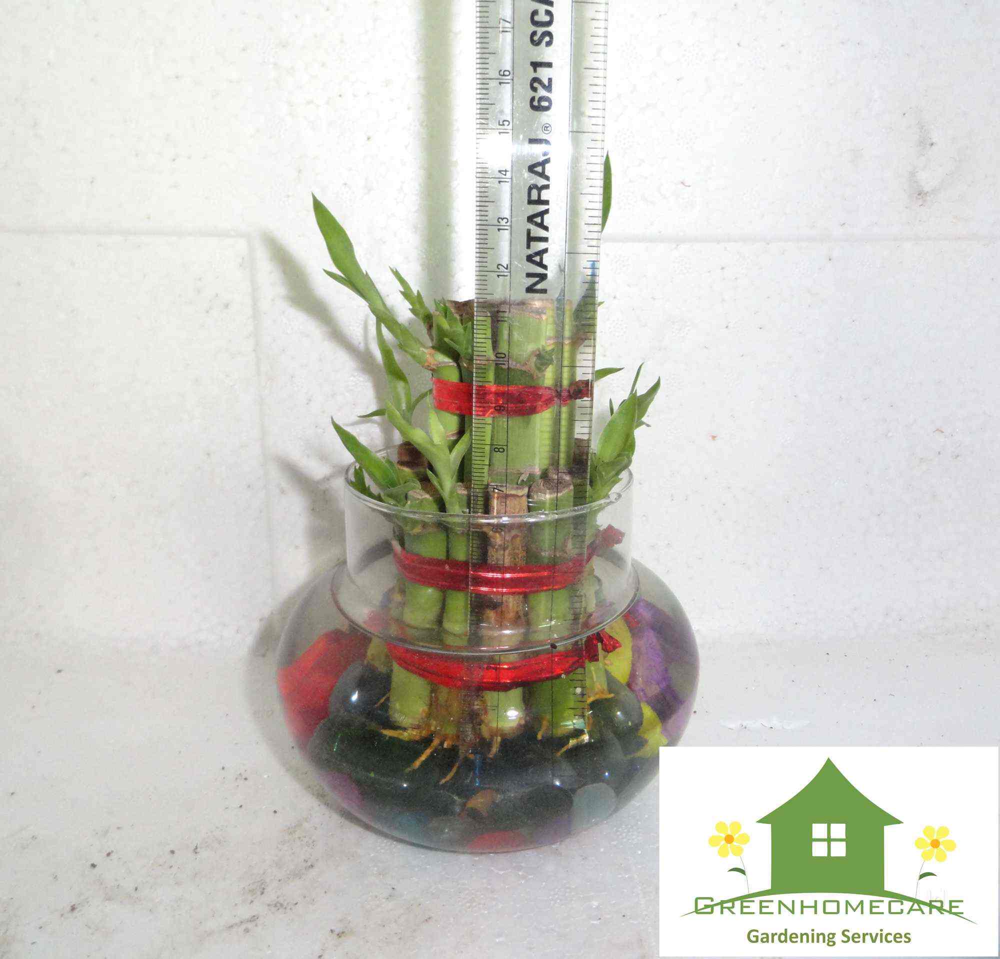 Top Plant Nurseries near Saini EnclaveAnand Vihar,Delhi Best