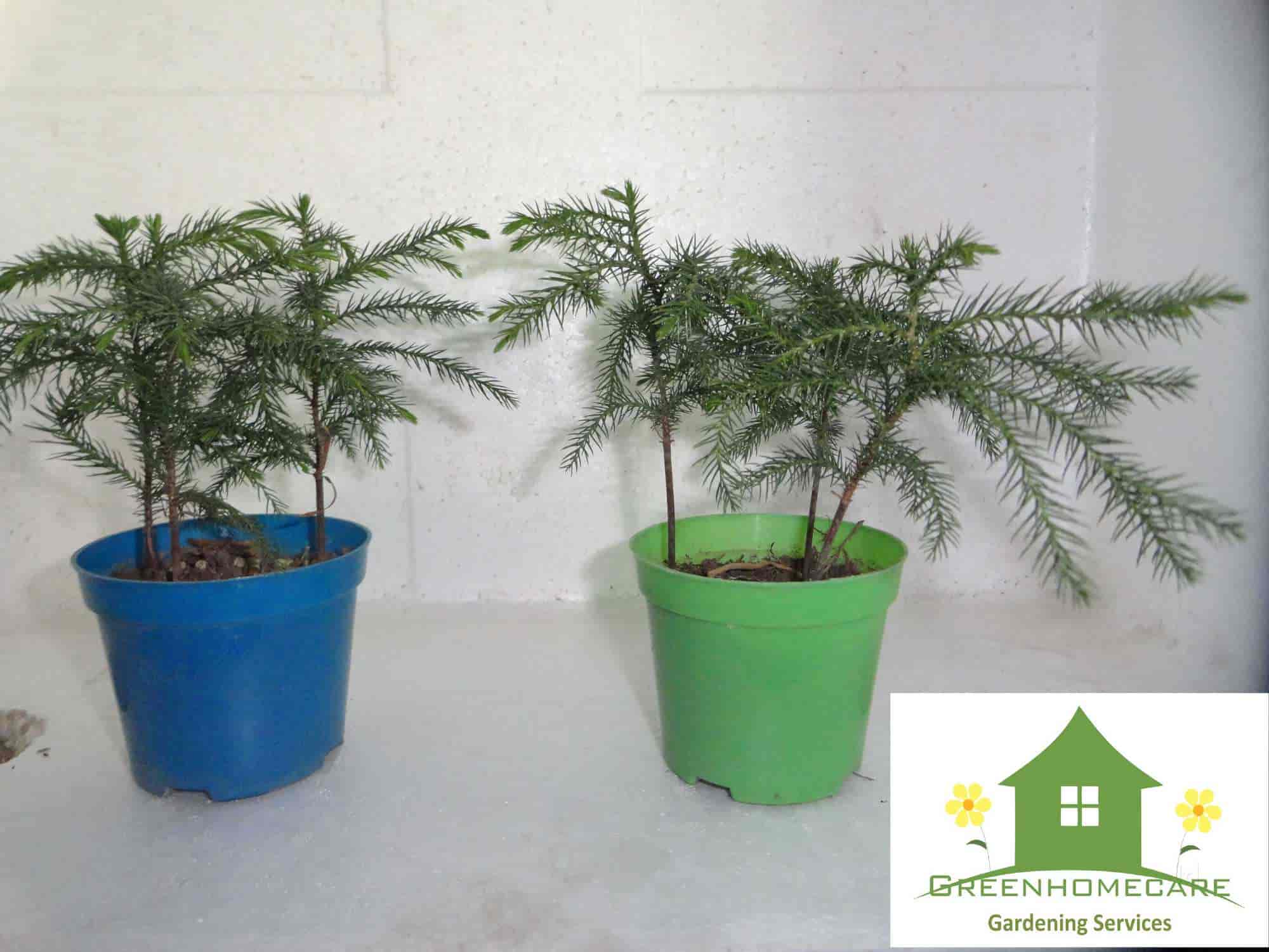 Top Plant Nurseries near Saini EnclaveAnand Vihar,Delhi Best