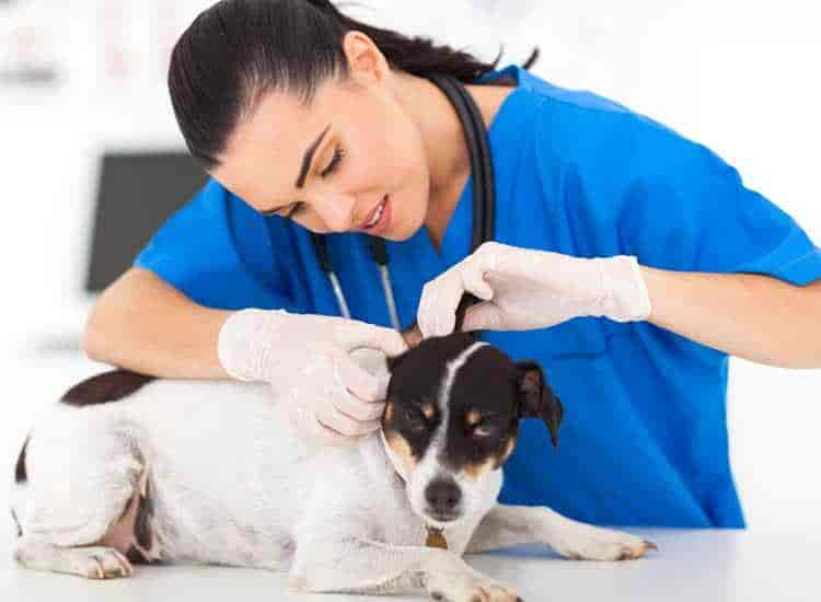 neeti bagh pet clinic