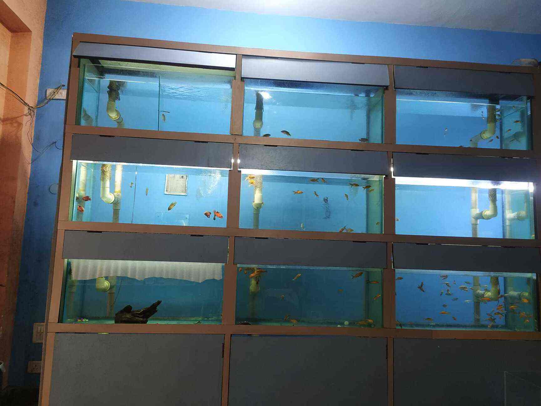Top Aquarium Consultants in Agra एक्वेरियम कंसल्टेंट्स, आगरा near me