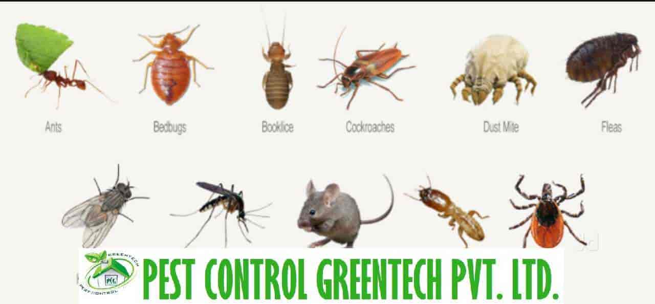 Top Herbal Pest Control Services in Faridabad, Delhi near me Justdial