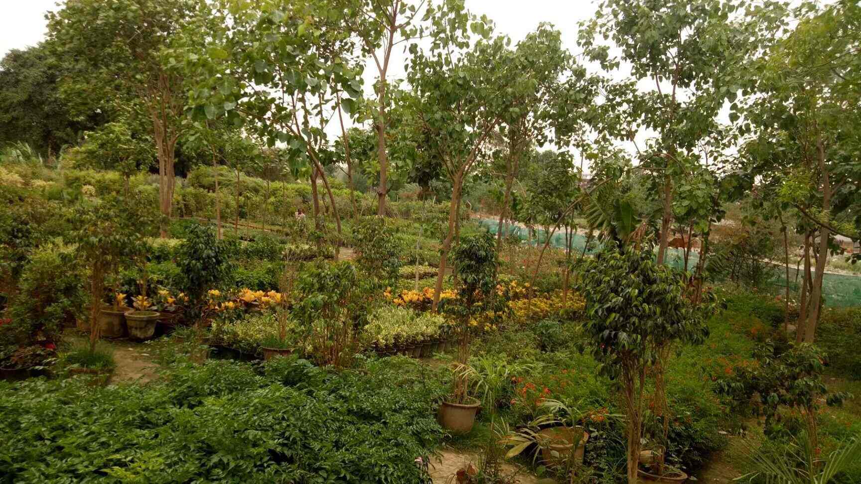 Top Nursery Plants Manufacturers in Red Fort, Delhi नर्सरी प्लांट्स