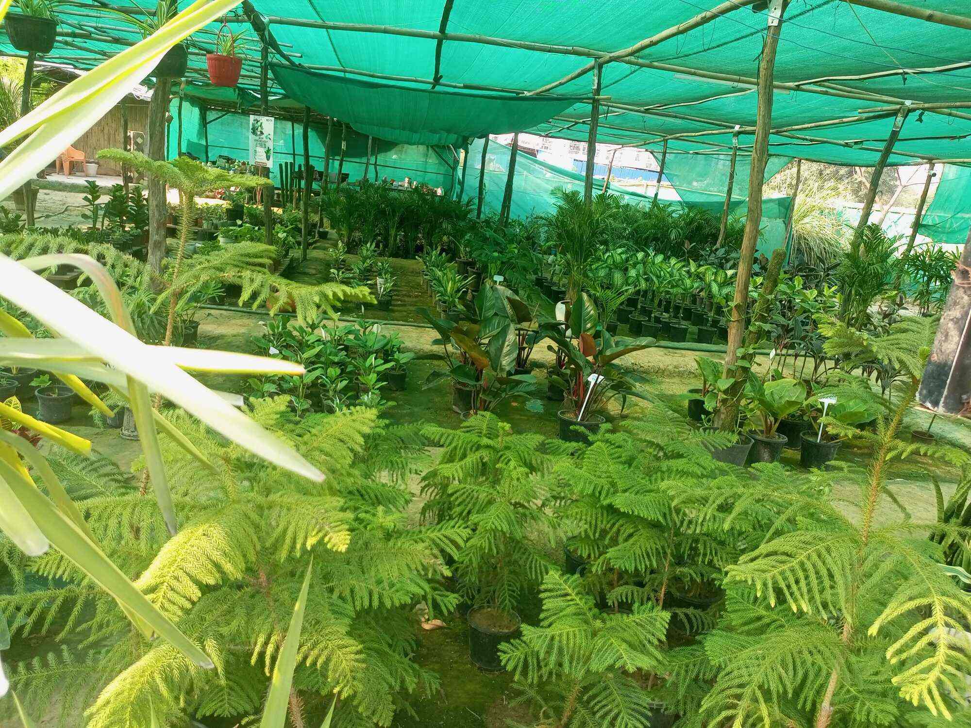 Top Plant Nurseries near Noida Sector 18 Metro StationNoida Sector 18