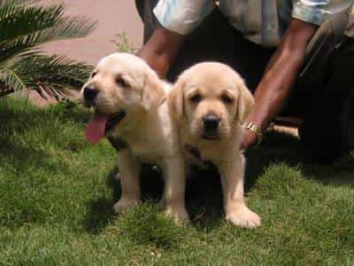 free dog adoption in greater noida