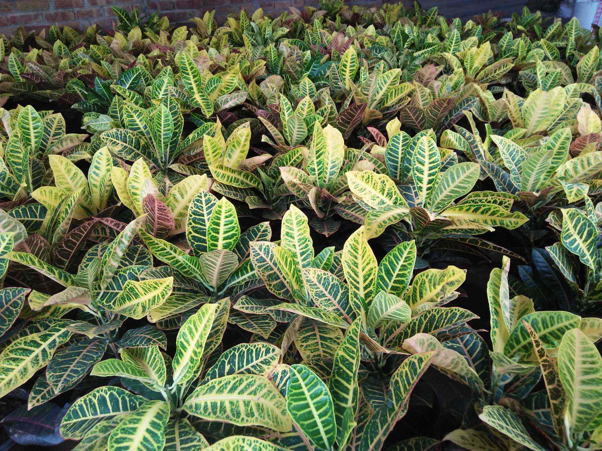 Sangeet Nursery, Tagore Garden Extension Plant Nurseries in Delhi