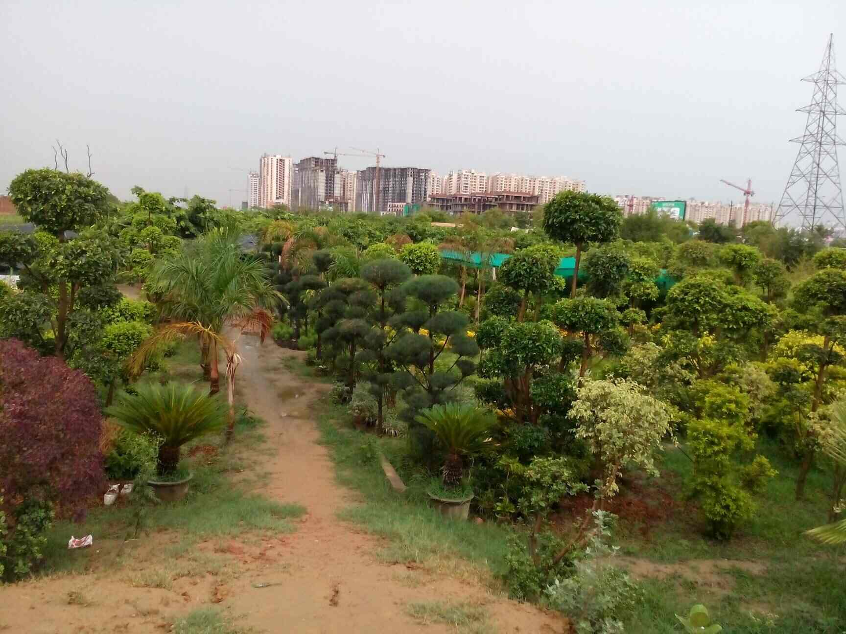 Top Abana Homes Plant Nurseries in Delhi Best Abana Homes Plant