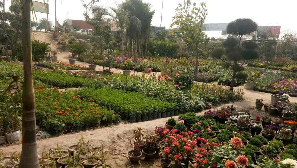 Top Abana Homes Plant Nurseries in Delhi Best Abana Homes Plant