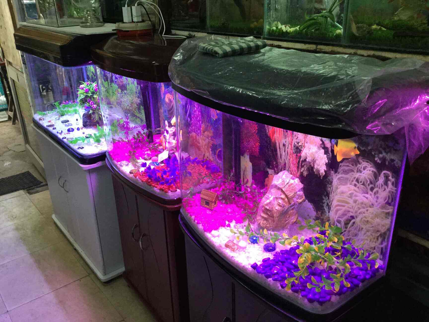 Star Aquarium, Ashok Nagar Aquarium Fish Dealers in Delhi Justdial