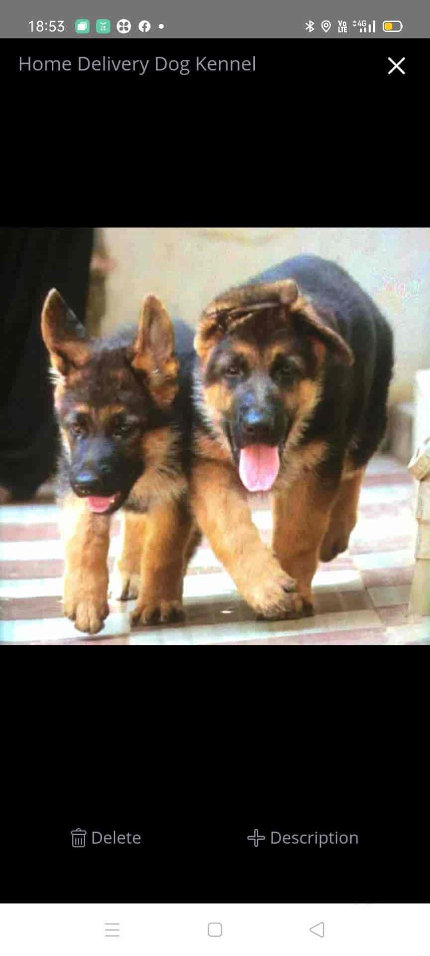 Home Delivery Dog Kannel in Gurgaon Sector 17c Delhi Best