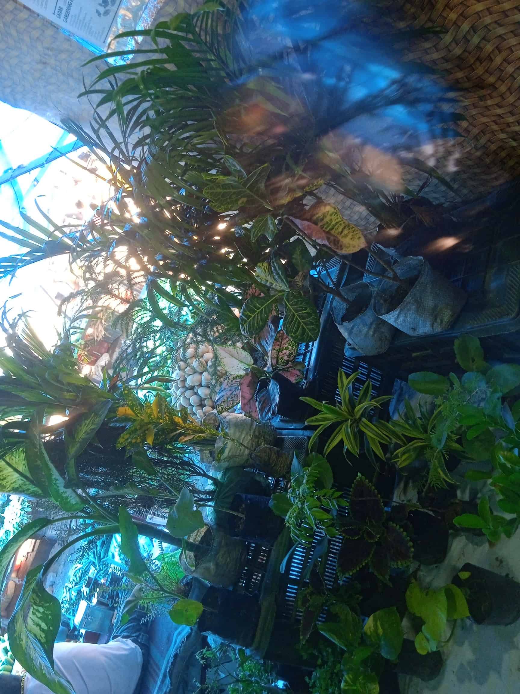 Sadar Aquariums & Plant Shop Dealer from Delhi, India Company Profile