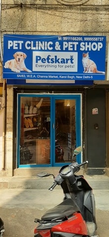 Pitbull on sale dog shop