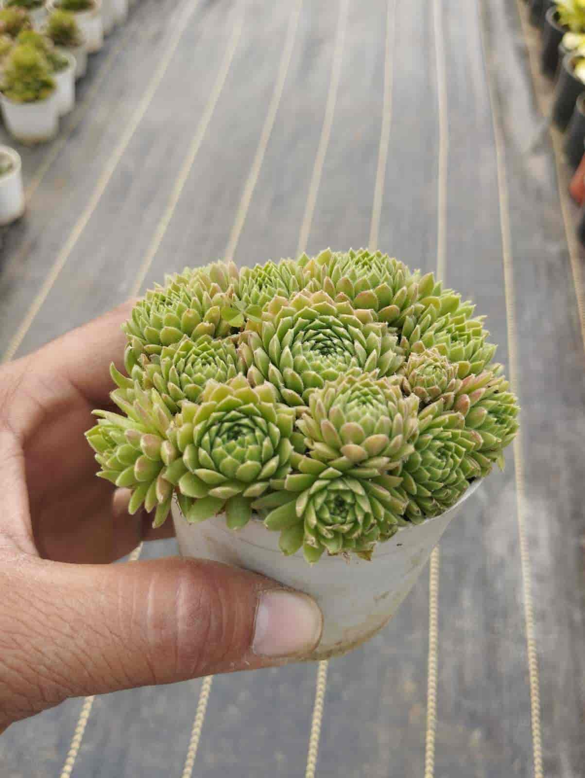 Top Plant Nurseries in Sohna Road,Gurgaon Best Government Plant