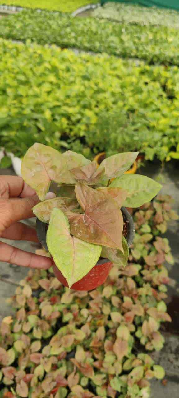 Top Plant Nurseries in Sohna Road,Gurgaon Best Government Plant